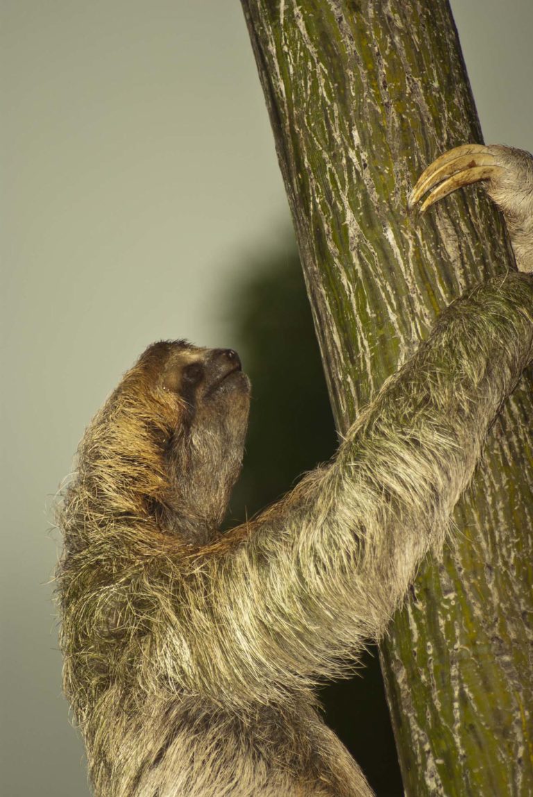 Fauna del Parque Nacional Manuel Antonio